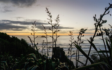 Native New Zealand Flax (Harakeke) in silhouette at Muriwai Beach. Auckland.