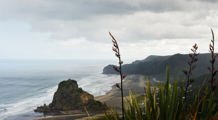 High angle view of Lion Rock at Piha Beach. Native New Zealand Flax (Harakeke) at foreground. Auckland.
