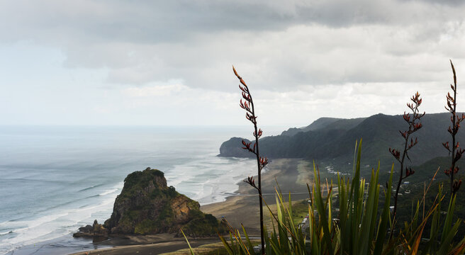High angle view of Lion Rock at Piha Beach. Native New Zealand Flax (Harakeke) at foreground. Auckland.