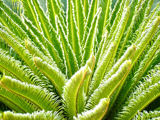 Radiant green palm fronds create a natural, vibrant texture and a feeling of tropical freshness.