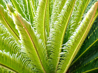 An abstract composition showcasing bright green palm fronds and leaves in a botanical scenery.