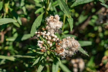 Baccharis salicifolia is a blooming shrub native to the sage scrub community. mule fat, seepwillow or water-wally. Kenneth Hahn State Recreation Area, Baldwin Hills Mountains of Los Angeles