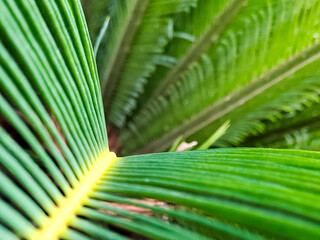 Vibrant green fronds of a cycad plant create a lush, natural abstract with parallel lines.