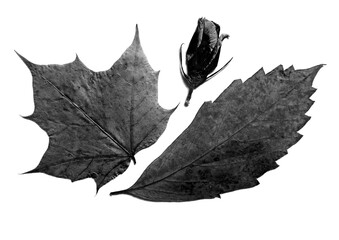 Naklejka premium Black and white botanical composition featuring two distinct dried leaves, maple like and serrated and closed flower bud. Monochromatic nature study isolated on white. Different shades of gray.