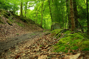 Moss covered stones along forest path