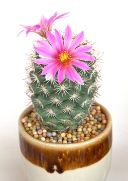 pink cactus in a pot on white