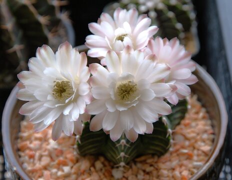 close up of a white cactus in a pot 