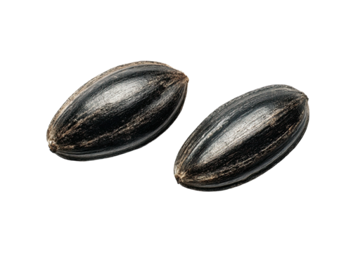 Two black, striped sunflower seeds, isolated on black