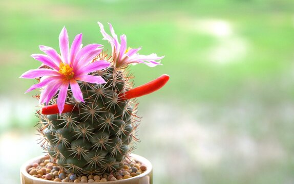cactus in a pot with space for text
