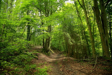 Peaceful forest path surrounded by green trees