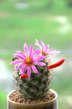 cactus in a pot with space for text