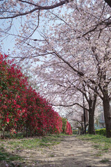 レッドロビンの垣根と桜並木