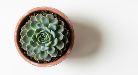 Top view of green succulent plant in terracotta pot on white background