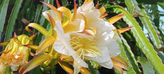 This dragon fruit flower blooms with soft white and yellow petals, exuding an exotic feel. The green background of the leaves enhances the color, creating a fresh, tropical feel.