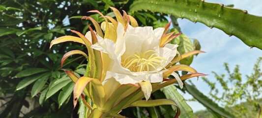 This dragon fruit flower blooms with soft white and yellow petals, exuding an exotic feel. The green background of the leaves enhances the color, creating a fresh, tropical feel.
