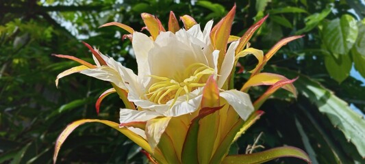 This dragon fruit flower blooms with soft white and yellow petals, exuding an exotic feel. The green background of the leaves enhances the color, creating a fresh, tropical atmosphere.
