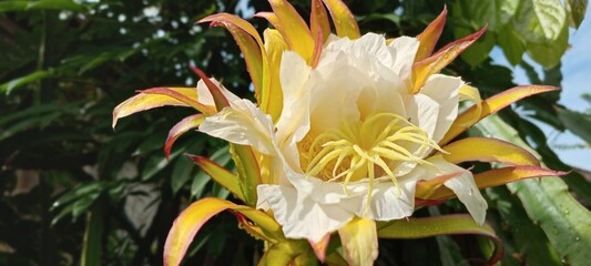This dragon fruit flower blooms with soft white and yellow petals, exuding an exotic feel. The green background of the leaves enhances the color, creating a fresh, tropical atmosphere.