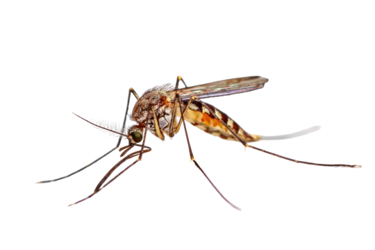 Small mosquito, long legs, detailed thorax against black