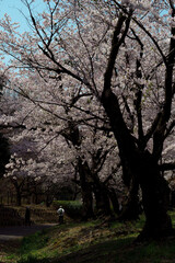 朝、桜が満開の公園の風景