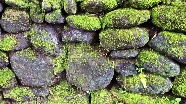 Close-up of ancient stones overgrown with moss in Ubud&rsquo;s sacred Monkey Forest. Bali, Indonesia