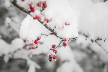 red berries on a branch in snow