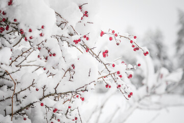 snow covered branches with red berries