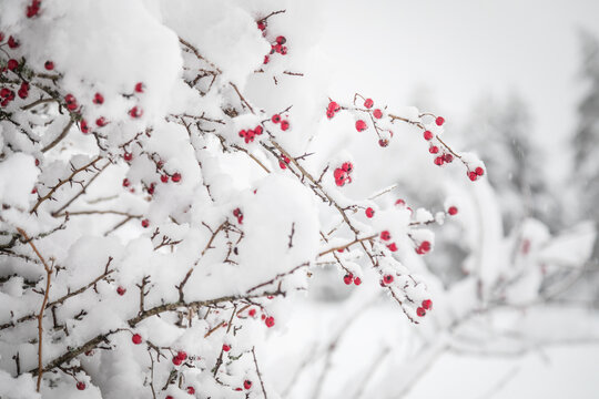 snow covered branches with red berries