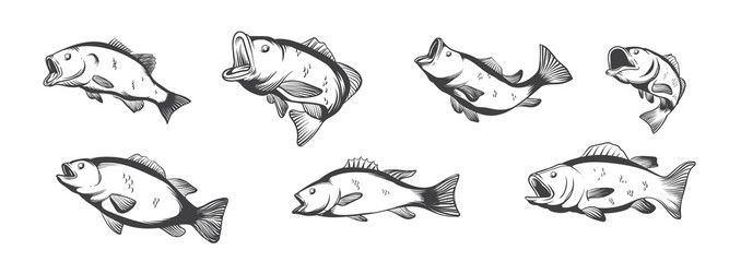 Bass Fish Vector illustration