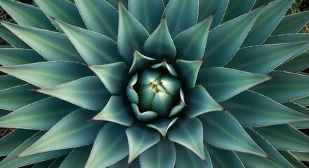 Symmetrical close-up of agave plant with sharp green leaves