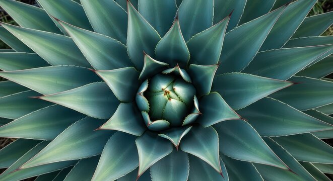 Symmetrical close-up of agave plant with sharp green leaves