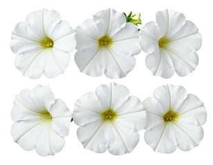 Six pristine white petunias arranged neatly