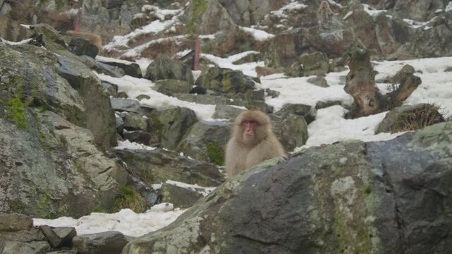 Hungry snow monkeys coming down a hill looking for food, Yamanouchi, Japan