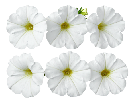 Six pristine white petunias arranged neatly