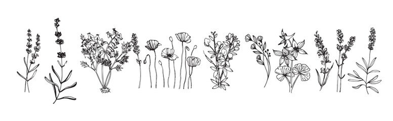 concept drawing set vector sketch line drawing flowers .