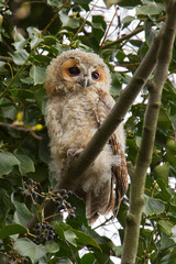 The tawny owl (Strix aluco), also called the brown owl, is a stocky, medium-sized owl in the family Strigidae. It is commonly found in woodlands