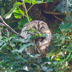 The tawny owl (Strix aluco), also called the brown owl, is a stocky, medium-sized owl in the family Strigidae. It is commonly found in woodlands