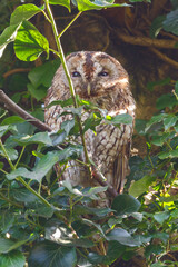 The tawny owl (Strix aluco), also called the brown owl, is a stocky, medium-sized owl in the family Strigidae. It is commonly found in woodlands