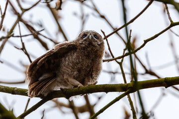 The tawny owl (Strix aluco), also called the brown owl, is a stocky, medium-sized owl in the family Strigidae. It is commonly found in woodlands