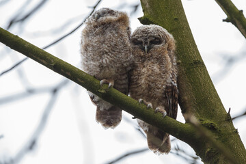 Naklejka premium The tawny owl (Strix aluco), also called the brown owl, is a stocky, medium-sized owl in the family Strigidae. It is commonly found in woodlands