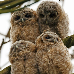 The tawny owl (Strix aluco), also called the brown owl, is a stocky, medium-sized owl in the family...