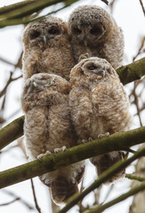 The tawny owl (Strix aluco), also called the brown owl, is a stocky, medium-sized owl in the family Strigidae. It is commonly found in woodlands