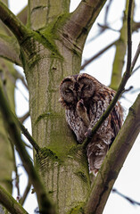 The tawny owl (Strix aluco), also called the brown owl, is a stocky, medium-sized owl in the family Strigidae. It is commonly found in woodlands