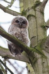 The tawny owl (Strix aluco), also called the brown owl, is a stocky, medium-sized owl in the family Strigidae. It is commonly found in woodlands