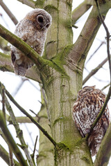 The tawny owl (Strix aluco), also called the brown owl, is a stocky, medium-sized owl in the family Strigidae. It is commonly found in woodlands