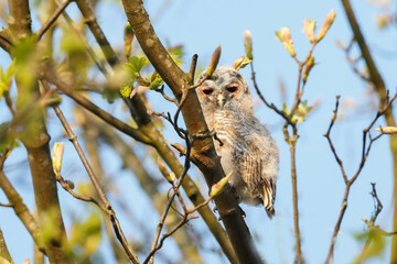 The tawny owl (Strix aluco), also called the brown owl, is a stocky, medium-sized owl in the family Strigidae. It is commonly found in woodlands