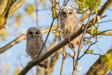The tawny owl (Strix aluco), also called the brown owl, is a stocky, medium-sized owl in the family Strigidae. It is commonly found in woodlands