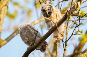 The tawny owl (Strix aluco), also called the brown owl, is a stocky, medium-sized owl in the family...
