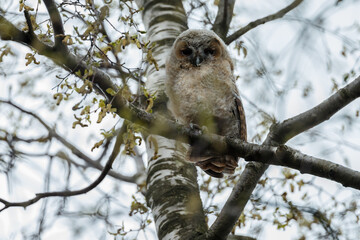 The tawny owl (Strix aluco), also called the brown owl, is a stocky, medium-sized owl in the family Strigidae. It is commonly found in woodlands