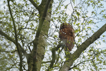 The tawny owl (Strix aluco), also called the brown owl, is a stocky, medium-sized owl in the family Strigidae. It is commonly found in woodlands