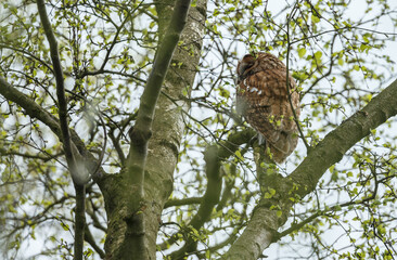 The tawny owl (Strix aluco), also called the brown owl, is a stocky, medium-sized owl in the family Strigidae. It is commonly found in woodlands